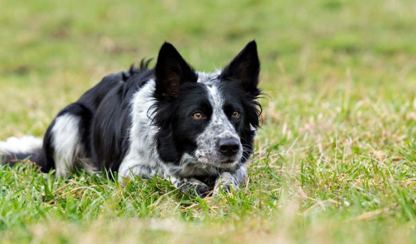 Essential Nutrition for Working Farm Dogs