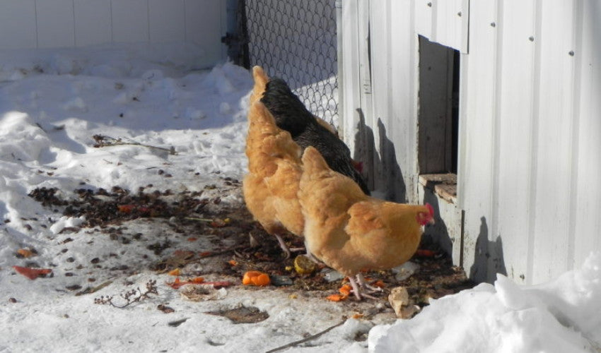 Chickens in Winter. Water: Keep it Flowing!