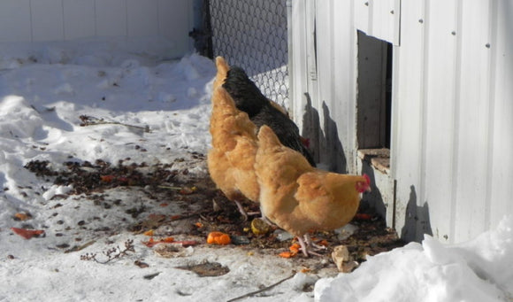 Chickens in Winter. Water: Keep it Flowing!