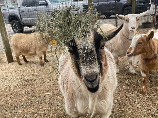 Marty - Banstable's Head Goat with Hay on his horns. Other smaller goats in the background