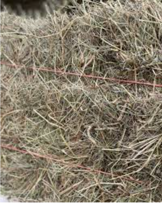 Barnstable Farm & Pet Hay 1st Cut NY & Canada BALE (45 LB)