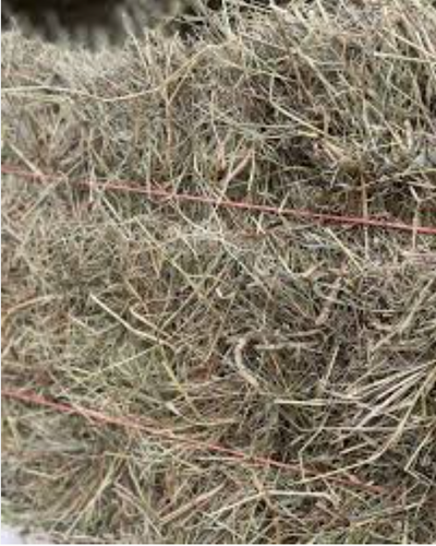 Barnstable Farm & Pet Hay 1st Cut NY & Canada BALE