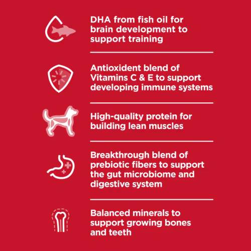 Hill's Science Diet Kitten Chicken Recipe Dry Food