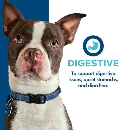 Fromm Digestive Supplement Pâté Wet Dog Food