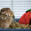 WILD HARVEST Picnic Party Hut, Strawberry Flavor Small Animal Treats
