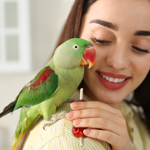 WILD HARVEST Kabobs for Birds