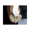 Equine Elixirs Crackdown® Hoof Support